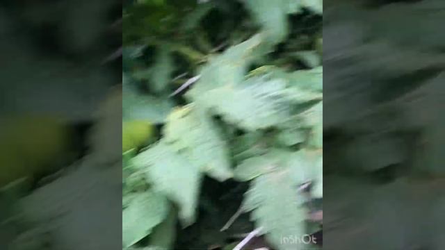 Томатные гномы,все нюансы выращивания!
