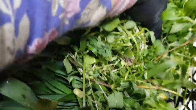 Какой зеленый корм я даю цыплятам- индюшатам