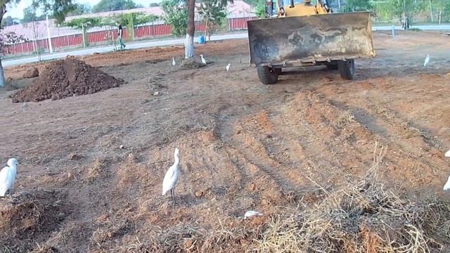 Умная Малая цапля (Индия) смотреть онлайн