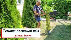 Ремонт плетеной ивы. Замена веток.