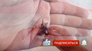 ЛОВЛЯ ЛЕЩА НА ЧЕРВЯ рыбалка на леща супер насадка для рыбалки лучшая наживка Рыбалка для начинающих