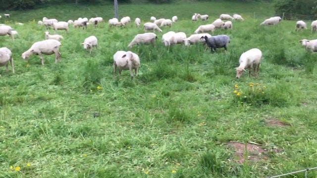 Ферма в Германии.ПАСБИЩЕ. смотреть онлайн