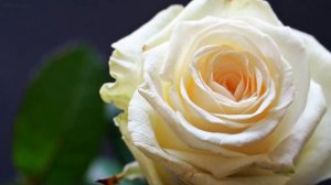 Canon EOS 550D Sample Images | Canon EOS 550D Pictures | Canon 550D Test