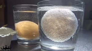 Что будет, если опустить ЯЙЦО В УКСУС؟