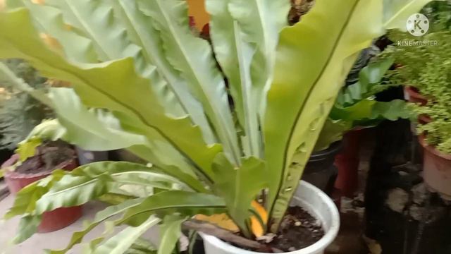 #3 beautiful croton (san Francisco) in pot.. #ginasalvlogs смотреть онлайн