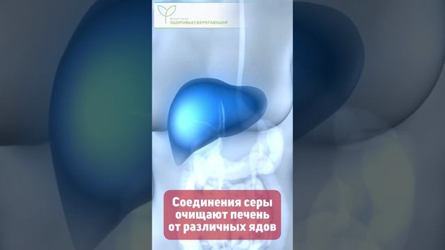 Черная редька – спасение для печени и желчного пузыря