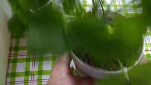 Пеларгония Влияет ли размер горшка на цветение .мой маленький секретик