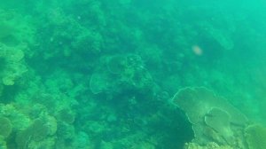 Пхи Пхи снорклинг 1