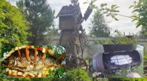 Рыба в фольге на мангале. КАРП и СУДАК!