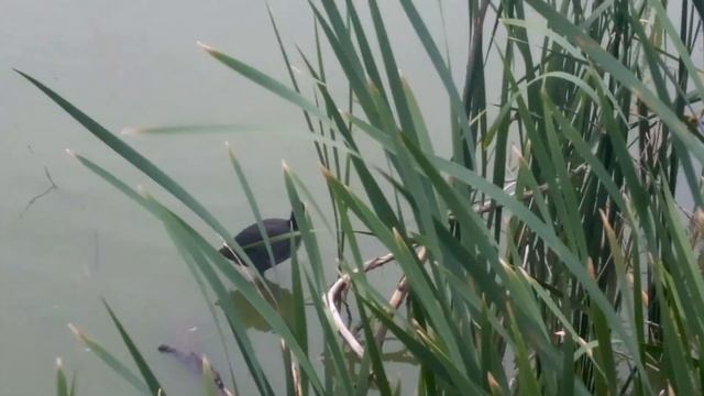 #animal В мире животных, птенец Лысухи на озере смотреть онлайн