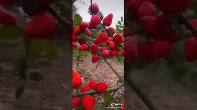 Шок клубничное дерево, реальность или шутка!? Пишем в коментарии.... смотреть онлайн