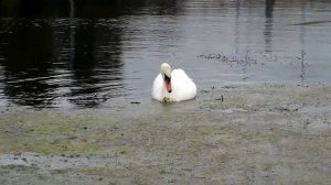 swan on the river   samsung it100