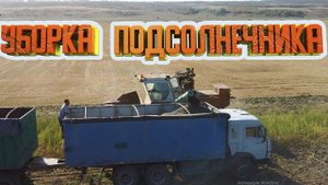 НИВА СК-5 убирает подсолнечник , уборочная 2020 (итоги)