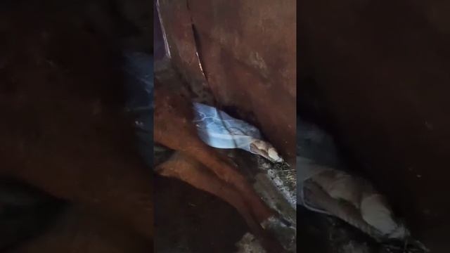 Рождение жеребёнка!#жеребёнок#роды#кобыла#жеребец#рекомендации#казахстан смотреть онлайн