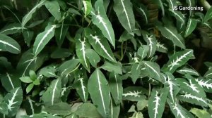 Syngonium Wendlandii plant care