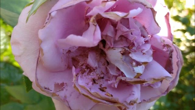 Обзор розы Блю Мун Майнцер Фастнахт. Весь ее сезон. 6 зона. Mainzer Fastnacht rose. Blue Moon rose. смотреть онлайн