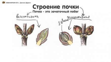 Егэ биология рисунок почка