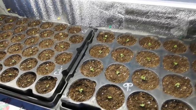 Земляника из семян. 20 дней от посева.