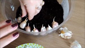 Выгонка чеснока на зелень