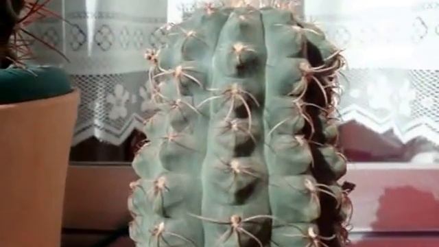 Мои комнатные цветы..Мои кактусы.Обманчивая красота бабочек. смотреть онлайн