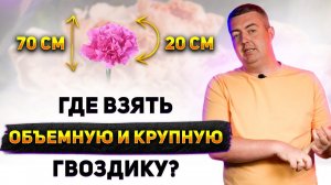 Гвоздика | Плантация New spring by Iwa Flowers | Колумбия | Цветы оптом