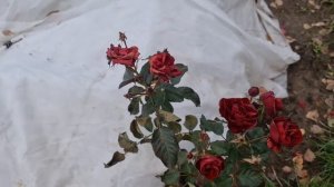 УКРЫЛА РОЗЫ НА ЗИМУ! Показываю масштабы и делюсь секретами САМОГО НАДЁЖНОГО укрытия для роз