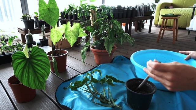 Propagating Syngonium Podophyllum (Arrowhead) 'Three Kings' Using Cuttings In Soil