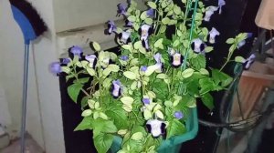 Bunga Torenia (torenia)