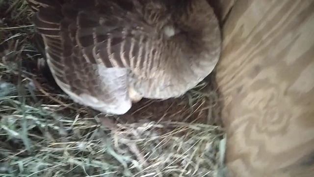 2023 6 23 Гусыня вывела гусят смотреть онлайн