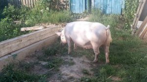 БМВД ИЛИ ВЫГУЛ ДЛЯ СВИНЕЙ.