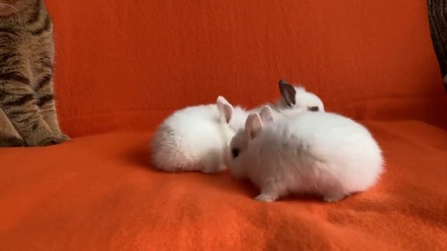 Белые карликовые кролики.Милые животные смотреть онлайн