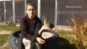 Как утилизировать отходы перепелов что бы не попасть на деньги.