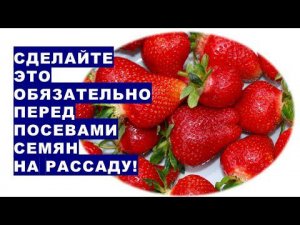 Сделайте это обязательно перед посевами семян на рассаду