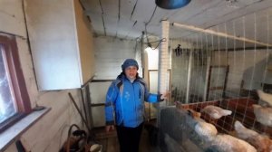 Мои куры прекрасно зимуют без отопления