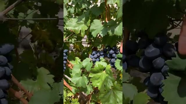 Сорт винограда 