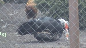 Селезень мускусной утки топчет свою уточку