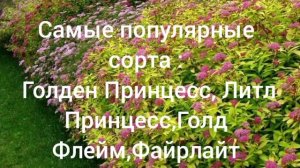 Живая изгородь  из кустарников которые не надо укрывать