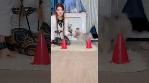 Урок 1. С чего начать дрессировку щенка. Занимаемся с щенком дома. Пошаговая инструкция от кинолога