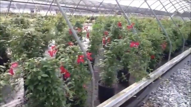 Clematis 'Madame Julia Correvon', a beautiful, easy to grow flowering vine смотреть онлайн