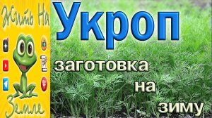 Укроп. Заготовка на зиму..mp4
