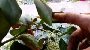 КУМКВАТ. ПЕРЕСАДКА И ФОРМИРОВАНИЕ КРОНЫ