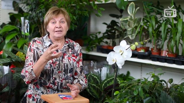 Семенной картофель ✅ Обработка перед хранением ✅ Условия хранения в погребе смотреть онлайн