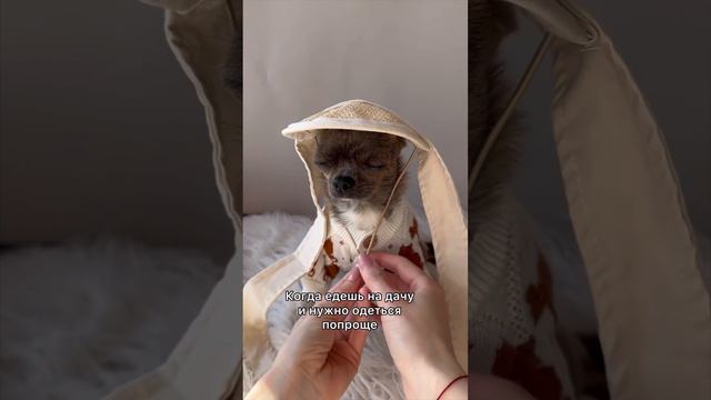 Это я.🤣 #чихуахуа #собака #юмор #chihuahua #dog  #funnyvideos #смешныеживотные#치와와 #チワワ #犬 #狗