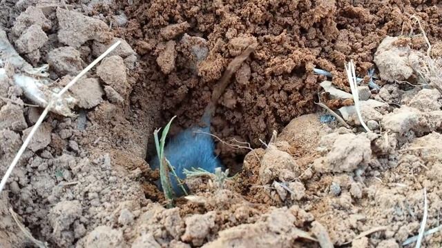 East Texas Gopher Dig смотреть онлайн
