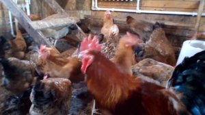 Кучинская юбилейная порода кур