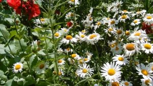 Пионовидный мак у меня в саду. Мак который размножается самосевом.