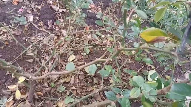 Осенняя обрезка почвопокровной розы.
