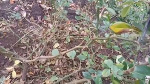 Осенняя обрезка почвопокровной розы.
