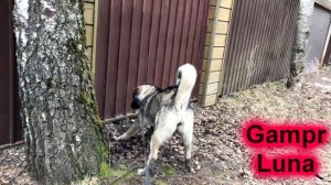 ГАМПР VS АЛАБАЙ | Реакция Армянского Волкодава на соседского Алабая