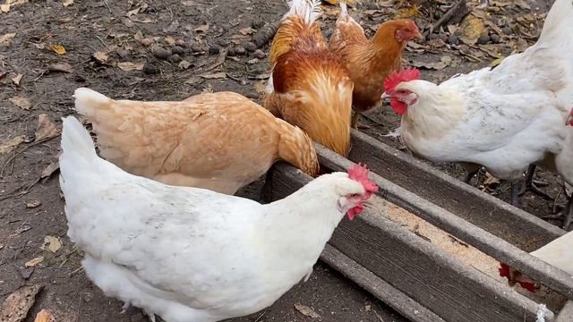 Почему подорожало Яйцо в Украине? смотреть онлайн